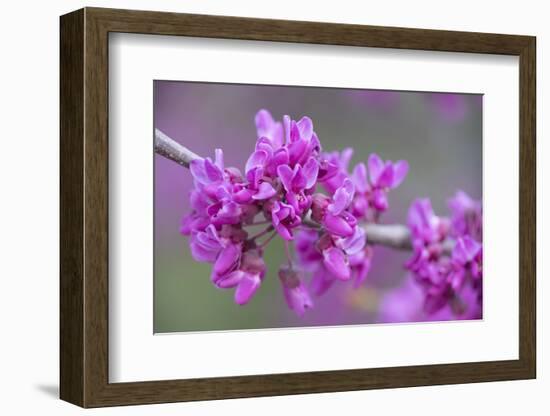 California. A Western redbud tree, Cercis occidentalis, blooms in early spring.-Brenda Tharp-Framed Photographic Print