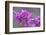 California. A Western redbud tree, Cercis occidentalis, blooms in early spring.-Brenda Tharp-Framed Photographic Print