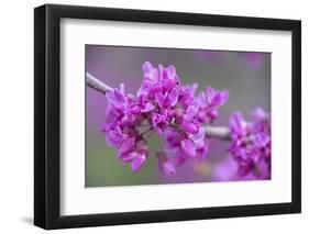 California. A Western redbud tree, Cercis occidentalis, blooms in early spring.-Brenda Tharp-Framed Photographic Print