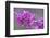 California. A Western redbud tree, Cercis occidentalis, blooms in early spring.-Brenda Tharp-Framed Photographic Print