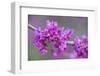 California. A Western redbud tree, Cercis occidentalis, blooms in early spring.-Brenda Tharp-Framed Photographic Print