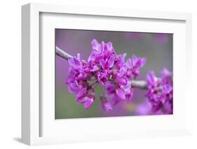 California. A Western redbud tree, Cercis occidentalis, blooms in early spring.-Brenda Tharp-Framed Photographic Print