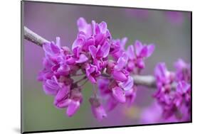 California. A Western redbud tree, Cercis occidentalis, blooms in early spring.-Brenda Tharp-Mounted Photographic Print