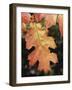 California, an Autumn Colored Oak Leaf in the Forest-Christopher Talbot Frank-Framed Photographic Print