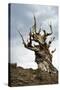 California, Ancient Bristlecone Pine, Shulman Grove-Bernard Friel-Stretched Canvas
