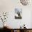 California, Ancient Bristlecone Pine, Shulman Grove-Bernard Friel-Photographic Print displayed on a wall