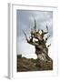 California, Ancient Bristlecone Pine, Shulman Grove-Bernard Friel-Framed Photographic Print