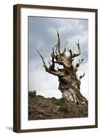 California, Ancient Bristlecone Pine, Shulman Grove-Bernard Friel-Framed Photographic Print