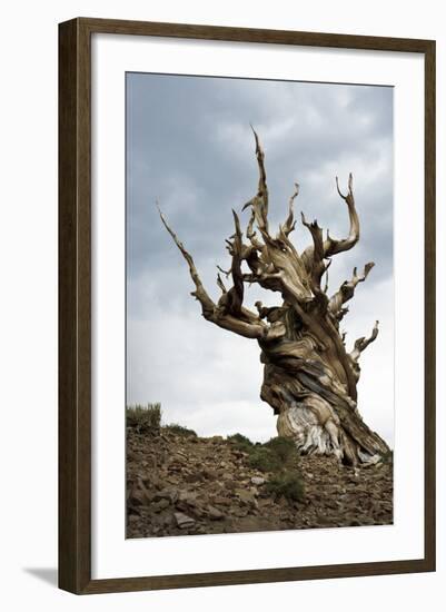 California, Ancient Bristlecone Pine, Shulman Grove-Bernard Friel-Framed Photographic Print