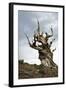 California, Ancient Bristlecone Pine, Shulman Grove-Bernard Friel-Framed Photographic Print