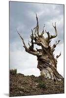 California, Ancient Bristlecone Pine, Shulman Grove-Bernard Friel-Mounted Photographic Print