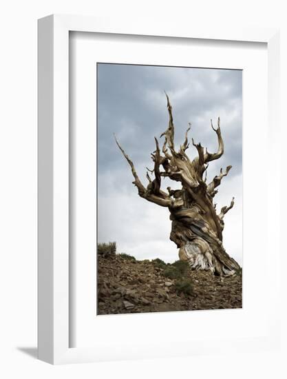 California, Ancient Bristlecone Pine, Shulman Grove-Bernard Friel-Framed Photographic Print