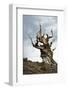California, Ancient Bristlecone Pine, Shulman Grove-Bernard Friel-Framed Photographic Print