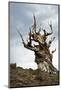 California, Ancient Bristlecone Pine, Shulman Grove-Bernard Friel-Mounted Photographic Print