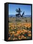 California, Antelope Valley, California Poppy and a Joshua Tree-Christopher Talbot Frank-Framed Stretched Canvas
