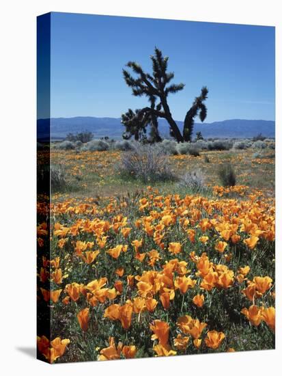 California, Antelope Valley, California Poppy and a Joshua Tree-Christopher Talbot Frank-Stretched Canvas