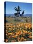 California, Antelope Valley, California Poppy and a Joshua Tree-Christopher Talbot Frank-Stretched Canvas