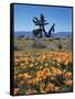 California, Antelope Valley, California Poppy and a Joshua Tree-Christopher Talbot Frank-Framed Stretched Canvas