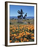 California, Antelope Valley, California Poppy and a Joshua Tree-Christopher Talbot Frank-Framed Premium Photographic Print