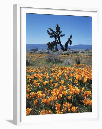 California, Antelope Valley, California Poppy and a Joshua Tree-Christopher Talbot Frank-Framed Premium Photographic Print