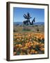 California, Antelope Valley, California Poppy and a Joshua Tree-Christopher Talbot Frank-Framed Premium Photographic Print