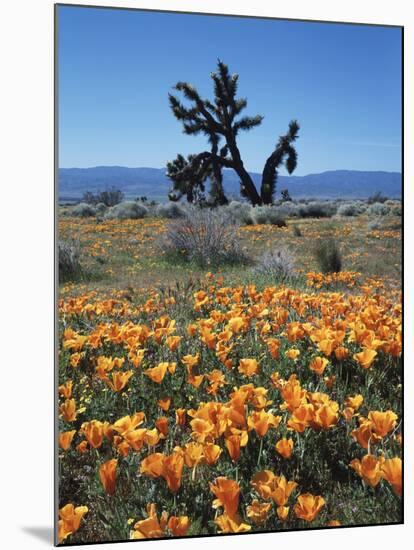 California, Antelope Valley, California Poppy and a Joshua Tree-Christopher Talbot Frank-Mounted Premium Photographic Print