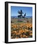 California, Antelope Valley, California Poppy and a Joshua Tree-Christopher Talbot Frank-Framed Photographic Print