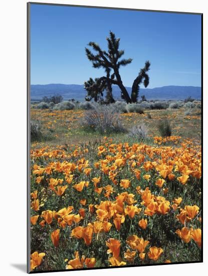 California, Antelope Valley, California Poppy and a Joshua Tree-Christopher Talbot Frank-Mounted Photographic Print