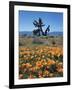 California, Antelope Valley, California Poppy and a Joshua Tree-Christopher Talbot Frank-Framed Photographic Print