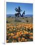 California, Antelope Valley, California Poppy and a Joshua Tree-Christopher Talbot Frank-Framed Photographic Print