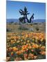 California, Antelope Valley, California Poppy and a Joshua Tree-Christopher Talbot Frank-Mounted Photographic Print