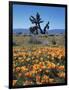 California, Antelope Valley, California Poppy and a Joshua Tree-Christopher Talbot Frank-Framed Photographic Print