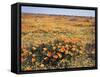 California, Antelope Valley, Field of California Poppy and Goldfields-Christopher Talbot Frank-Framed Stretched Canvas