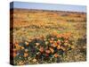 California, Antelope Valley, Field of California Poppy and Goldfields-Christopher Talbot Frank-Stretched Canvas