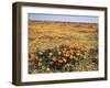 California, Antelope Valley, Field of California Poppy and Goldfields-Christopher Talbot Frank-Framed Premium Photographic Print