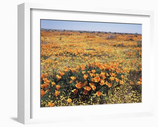 California, Antelope Valley, Field of California Poppy and Goldfields-Christopher Talbot Frank-Framed Premium Photographic Print