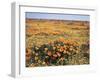 California, Antelope Valley, Field of California Poppy and Goldfields-Christopher Talbot Frank-Framed Premium Photographic Print