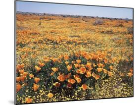 California, Antelope Valley, Field of California Poppy and Goldfields-Christopher Talbot Frank-Mounted Premium Photographic Print