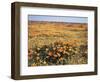 California, Antelope Valley, Field of California Poppy and Goldfields-Christopher Talbot Frank-Framed Photographic Print