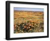 California, Antelope Valley, Field of California Poppy and Goldfields-Christopher Talbot Frank-Framed Photographic Print
