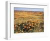 California, Antelope Valley, Field of California Poppy and Goldfields-Christopher Talbot Frank-Framed Photographic Print