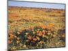 California, Antelope Valley, Field of California Poppy and Goldfields-Christopher Talbot Frank-Mounted Photographic Print