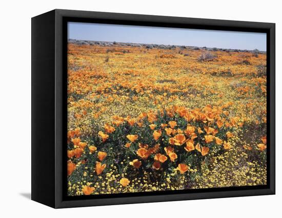 California, Antelope Valley, Field of California Poppy and Goldfields-Christopher Talbot Frank-Framed Stretched Canvas