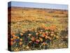 California, Antelope Valley, Field of California Poppy and Goldfields-Christopher Talbot Frank-Stretched Canvas