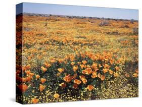 California, Antelope Valley, Field of California Poppy and Goldfields-Christopher Talbot Frank-Stretched Canvas