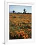 California, Antelope Valley, Joshua Trees and Wildflowers Cover a Hill-Christopher Talbot Frank-Framed Photographic Print