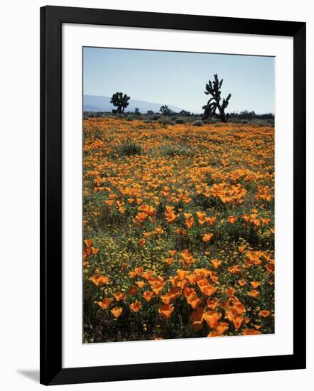 California, Antelope Valley, Joshua Trees and Wildflowers Cover a Hill-Christopher Talbot Frank-Framed Photographic Print