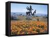 California, Antelope Valley, Joshua Trees in California Poppy-Christopher Talbot Frank-Framed Stretched Canvas