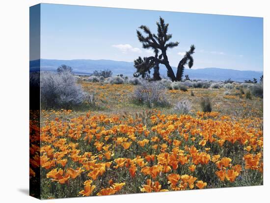 California, Antelope Valley, Joshua Trees in California Poppy-Christopher Talbot Frank-Stretched Canvas
