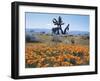 California, Antelope Valley, Joshua Trees in California Poppy-Christopher Talbot Frank-Framed Photographic Print